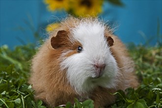 Swiss Teddy Guinea Pig