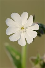White Campion (Silene latifolia alba)