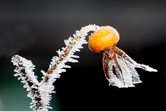 Ice structures on a rosehip