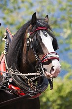 Shire horse with a horse collar