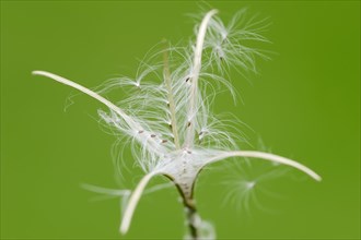 Smallflower Hairy Willowherb (Epilobium parviflorum)