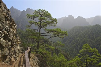 Forest landscape in the Parque Nacional de la Caldera de Taburiente National Park