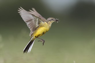 Western Yellow Wagtail (Motacilla flava) in hovering flight with prey