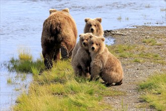 Grizzly Bear (Ursus arctos horribilis) mother with cubs at the water