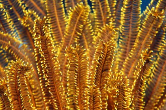 Yellow Feather Star (Comaster sp.)