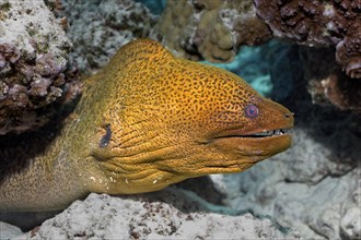 Giant Moray (Gymnothorax javanicus) in a coral reef