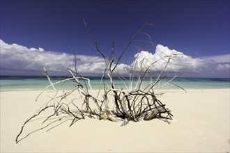 Dead tree on a beach
