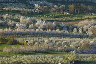Blooming cherry trees in Eggener Valley