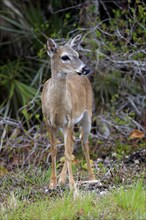 Key-white-tailed deer (Odocoileus virginianus clavium)