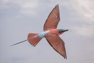 Northern Carmine Bee-eater (Merops nubicus) in flight