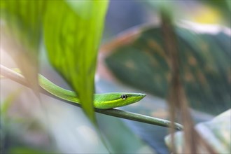 Green Vine Snake or Flatbread Snake (Oxybelis fulgidus)