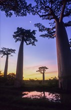 Grandidier's Baobab Trees (Adansonia grandidieri)