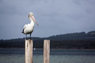 Australian Pelican (Pelecanus conspicillatus) standing on pylon