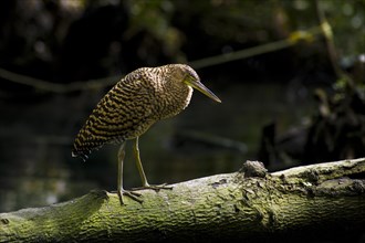 Bare-throated tiger heron (Tigrisoma mexicanum) in mangrove forest
