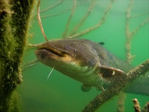 Wels catfish (Silurus glanis) in Lake Ossiach