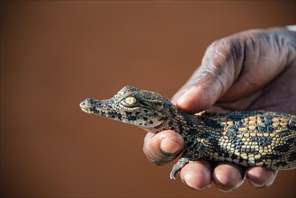 Hands holding young Nile Crocodile (Crocodylus niloticus)