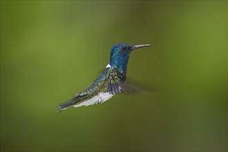 White-naped Jacobin (Florisuga mellivora) male