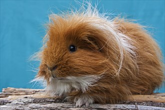 Two-tone Swiss Teddy Guinea Pig