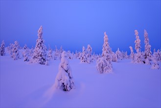 Trees in a snow-covered winter landscape