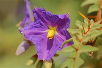 Porcupine Tomato (Solanum pyracanthum)