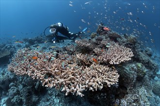 Scuba diver at a coral reef