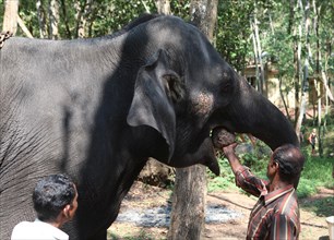 Mahout feeding an Asian Elephant (Elephas maximus)