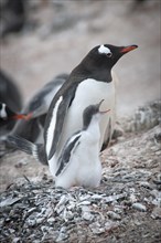 Gentoo Penguin (Pygoscelis papua) and chick at the nest