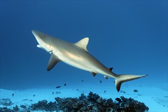 Grey Reef Shark (Carcharhinus amblyrhynchos) at cleaning station with a Bluestreak Cleaner Wrasse (Labroides dimidiatus)