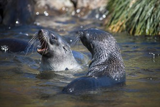 Antarctic Fur Seals (Arctocephalus gazella) in playful battle
