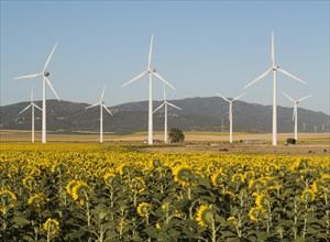 Cultivation of sunflowers (Helianthus annuus) and windmills on a wind farm near Tarifa