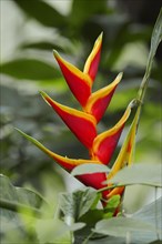 Heliconia or Macawflower (Heliconia bihai)
