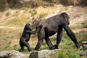 Western Lowland Gorilla (Gorilla gorilla gorilla)