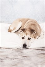 Akita Inu mixed-breed dog