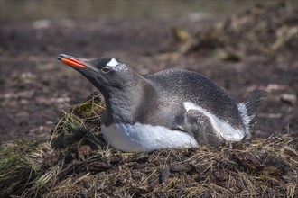 Gentoo Penguin (Pygoscelis papua) on the nest