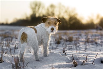 Young Jack Russell Terrier bitch standing on a snow-covered field in the morning light