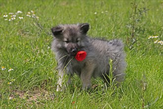 Keeshond