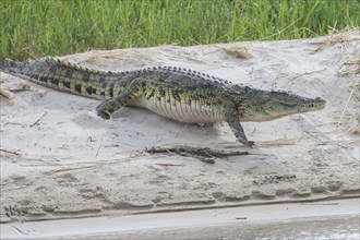 Nile Crocodile (Crocodylus niloticus) at the Zambezi river