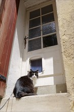 Domestic cat in front of a door with a cat door