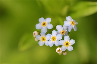 Water Forget-me-not or True Forget-me-not (Myosotis scorpioides
