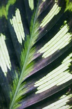 Leaf of a Calathea (Calathea makoyana)