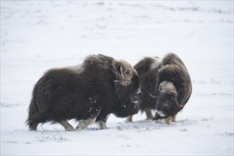 Two Musk Oxen or Muskoxen (Ovibos moschatus)