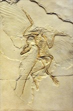 Urvogel or First bird (Archaeopteryx siemensii)