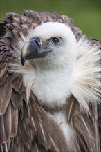 Eurasian Griffon or Griffon Vulture (Gyps fulvus)