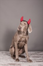 Weimaraner dog as a devil