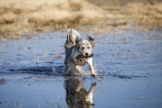 Dog runs across a flooded meadow to retrieve a Frisbee