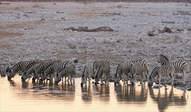 Burchell's zebras (Equus quagga burchelli) at the waterhole of Okaukuejo