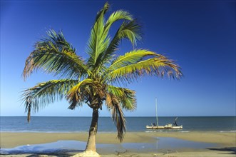 Fisherman in a boat off a beach with palm tree