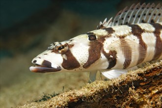 Reticulated Sandperch (Parapercis tetracantha)