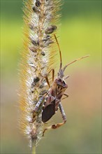 Western Conifer-seed Bug (Leptoglossus occidentalis)
