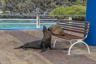 Galapagos sea lions (Zalophus wollebaeki) resting on and beside a bench
